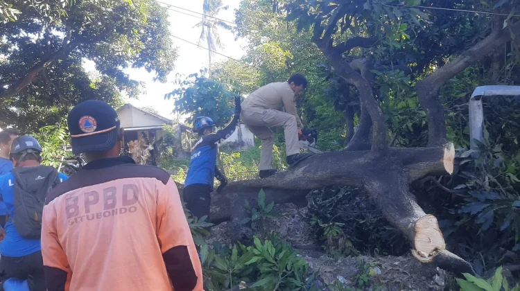 Pohon Tumbang Menutup Jalur Pantura Situbondo