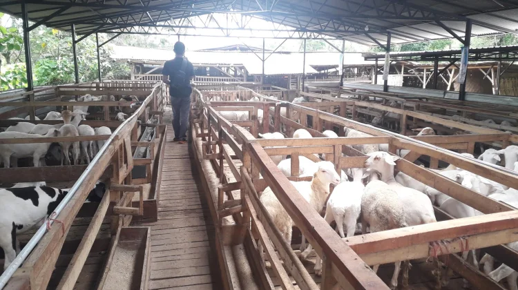 Jelang Idul Adha, Pemotongan Kurban Dianjurkan di RPH Resmi
