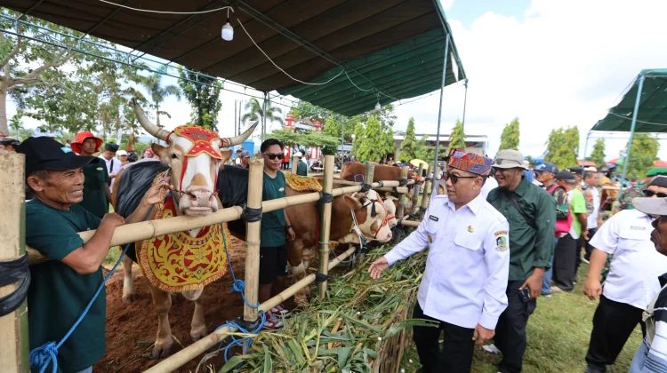 Parade Ternak Banyuwangi, Sapi Jumbo Jadi Daya Tarik