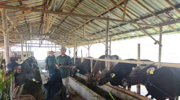 Jelang Iduladha, Stok Sapi hingga Domba di Jember Dipastikan Aman