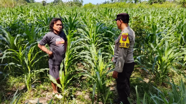 Polisi Turun ke Sawah, Program Jagung di Lumajang Berhasil