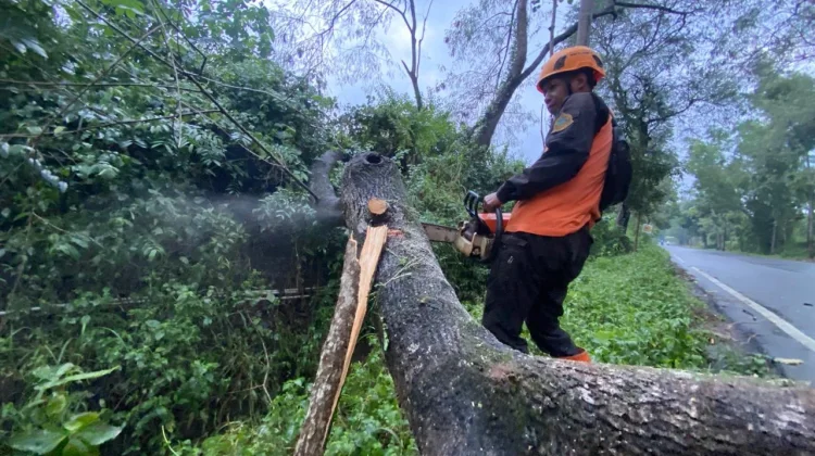 Angin Kencang Tumbangkan Pohon di Curahdami