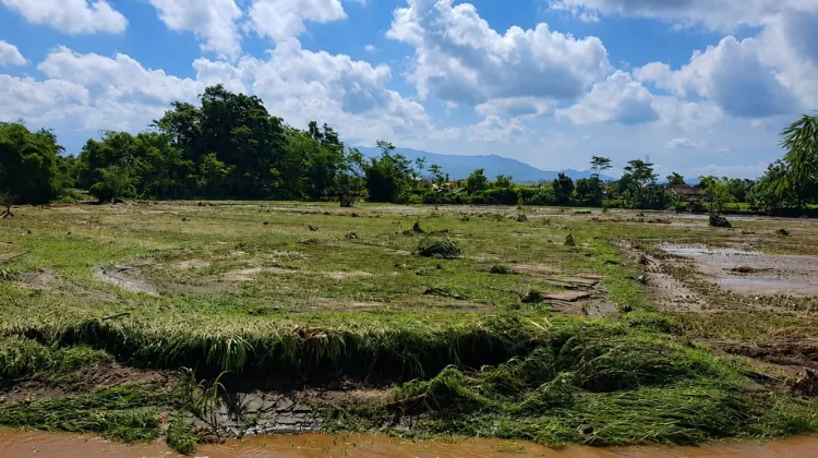 Puluhan Hektar Lahan Pertanian di Lumajang Terendam Banjir