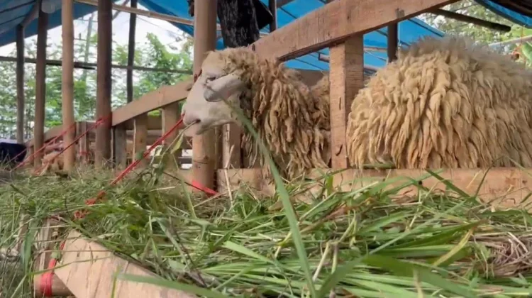 Mejelang Idul Adha, Pedagang Kambing Musiman Mulai Bermunculan