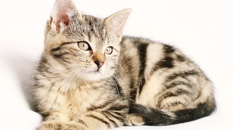 Dokter Hewan IPB: Pelihara Kucing Tidak Sebabkan Mandul