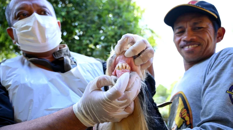 Dinas Pertanian Banyuwangi Periksa Hewan Kurban