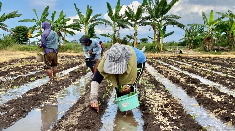 Dukung Produk Pertanian, Rutan Tanam 3.000 Bibit Tembakau