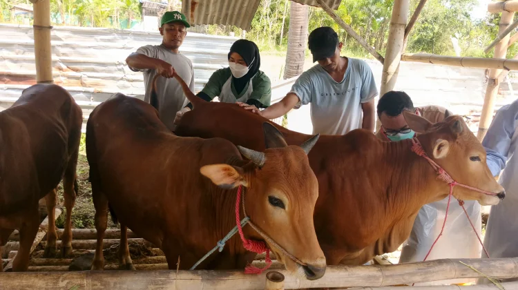 Disnakkan Bondowoso Periksa Hewan Kurban di Lapak Al Fajri
