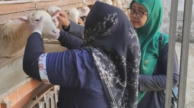 Menjelang Idul Adha, Disnakkan Periksa Hewan Ternak