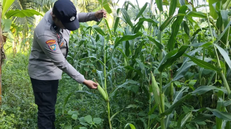 Polres Lumajang Kawal Ketahanan Pangan dari Ladang Jagung