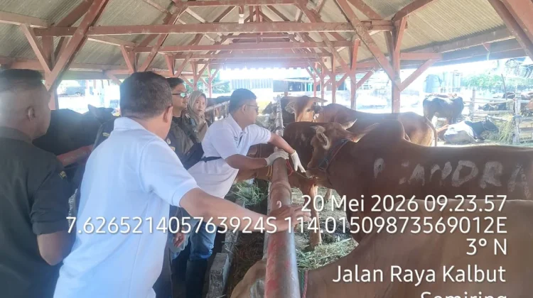 Populasi Sapi Potong di Situbondo Capai 153.462 Ekor
