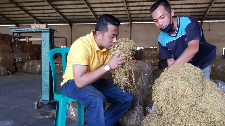 Petani Bondowoso Tolak Batas Nikotin Rokok