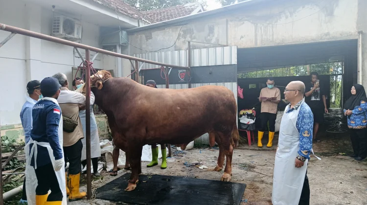 Sapi Terpilih Jadi Kurban Presiden, Peternak : Alhamdulillah, Bangga