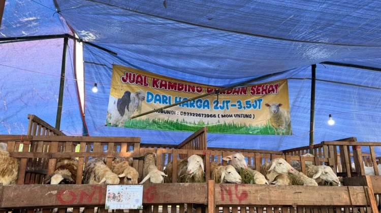 DKPP Lumajang Intensifkan Pemeriksaan Hewan Kurban