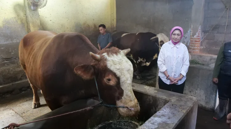 Sapi “Kang Jo" Asal Desa Sukosari Lumajang Terpilih Jadi Hewan Kurban Presiden