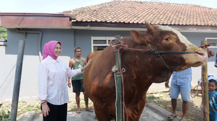 Sapi “Kang Jo" Asal Desa Sukosari Lumajang Terpilih Jadi Hewan Kurban Presiden