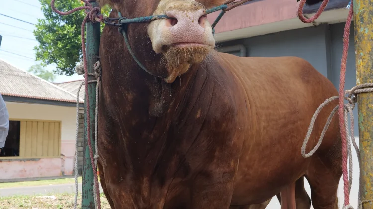 Sapi “Kang Jo" Asal Desa Sukosari Lumajang Terpilih Jadi Hewan Kurban Presiden