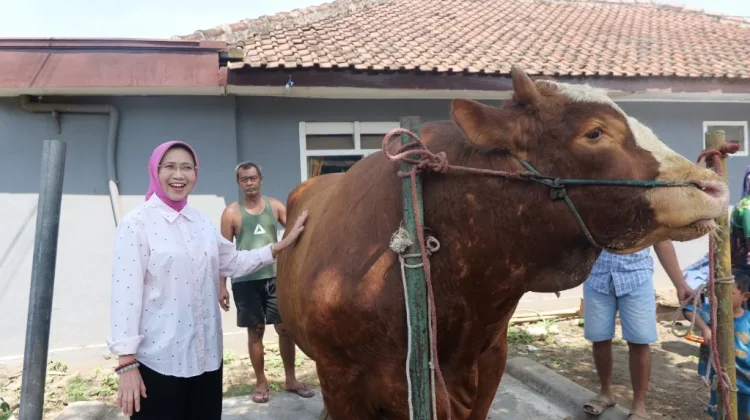 Sapi Peternak Lumajang Terpilih Menjadi Hewan Qurban Presiden RI