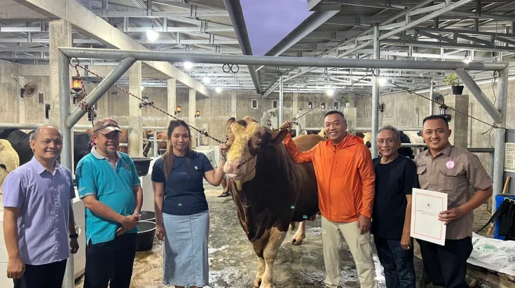 Sapi Simental 1 ton Milik Presiden Dikurbankan di Situbondo