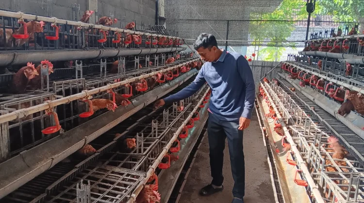 Harga Telur Anjlok di Situbondo, Peternak Merugi