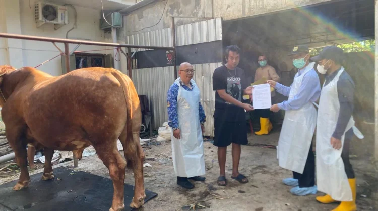 Sapi Kurban Presiden Prabowo di Bondowoso Capai 1 Ton Lebih
