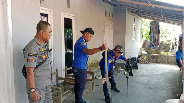 Damkar Bondowoso Evakuasi Ular Piton di Rumah Warga