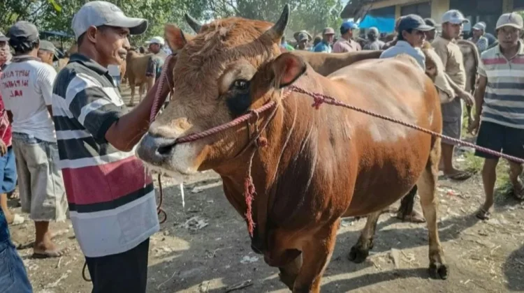 Permintaan Sapi Kurban di Lumajang Meningkat