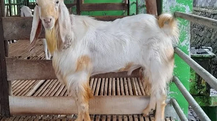 Kambing Senduro Jadi Primadona Kurban