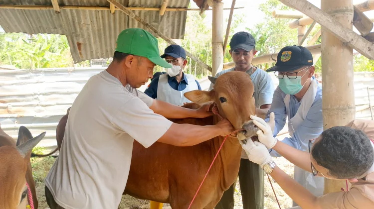 Disnakkan Bondowoso Siagakan Puluhan Petugas Kurban