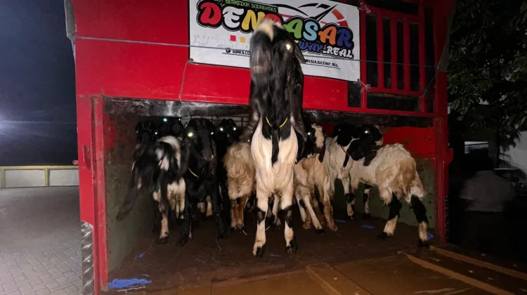 Karantina Ketapang Gagalkan Pengiriman 50 Kambing tanpa Dokumen