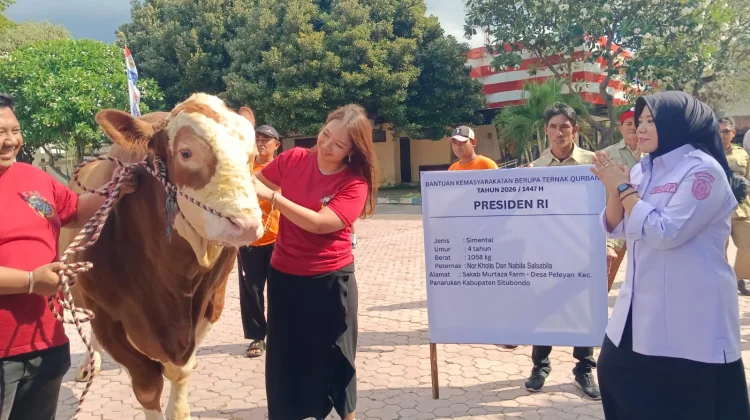 Wabup Terima Sapi Kurban Pemberian Presiden dari Peternak