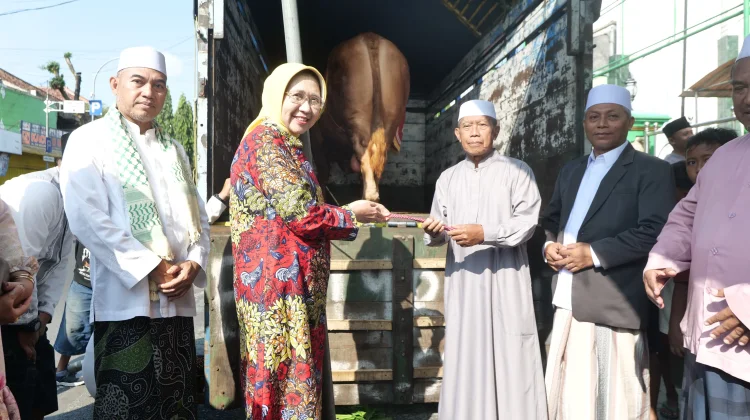 Bantuan Sapi Kurban Presiden Perkuat Peternak Lokal