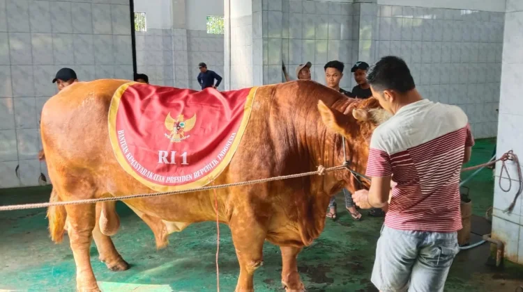 Bantuan Sapi Kurban Presiden Perkuat Peternak Lokal