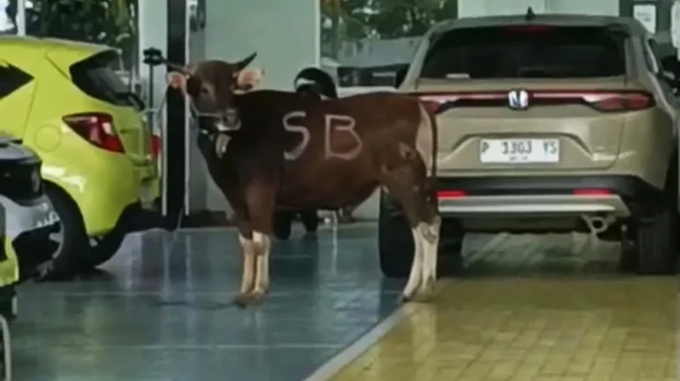 Sapi Kurban Lepas Masuk Showroom Mobil di Banyuwangi
