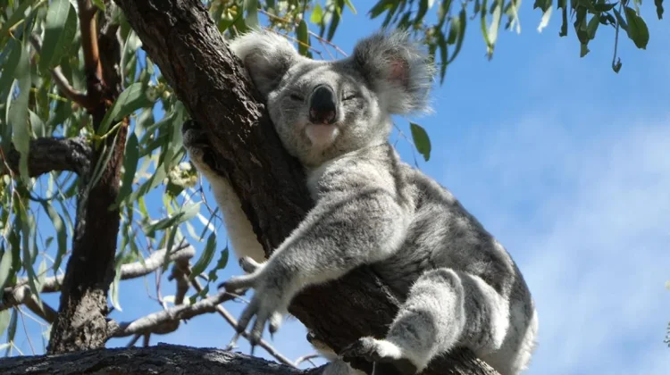 Koala Bisa Habiskan 20 Jam Sehari untuk Tidur