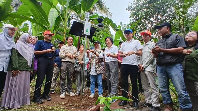 FAO Pasang Stasiun GIES Pertama di Indonesia untuk Pisang Kirana