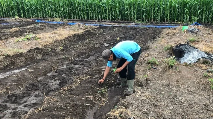 Rutan Situbondo Tanam 800 Benih Semangka Big Maduri