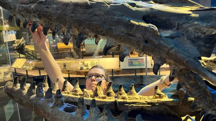 Tylosaurus rex, Predator Laut Purba yang Dijuluki "T. Rex dari Lautan"