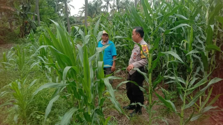 Bhabinkamtibmas Tapen Pantau Perkembangan Jagung Warga