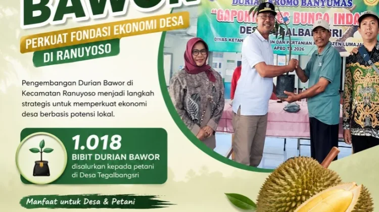 Pengembangan Durian Bawor Perkuat Fondasi Ekonomi Desa di Ranuyoso