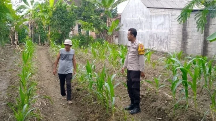 Polresta Banyuwangi Dampingi Petani Jagung di Sempu Banyuwangi
