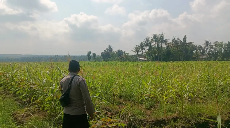 Polsek Kedungjajang Dampingi Petani Tanam Jagung Sukseskan Ketahanan Pangan
