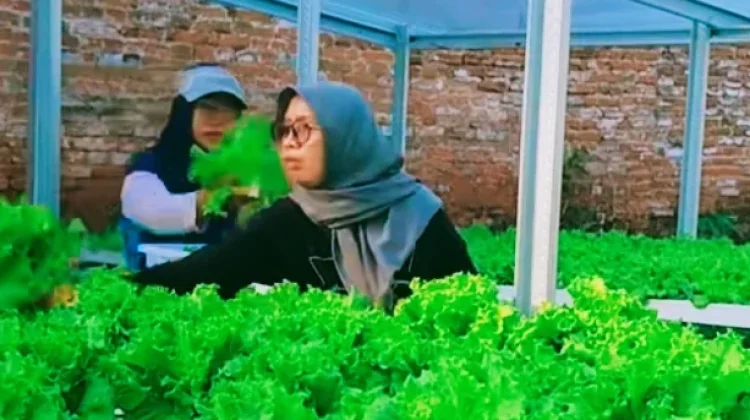 Inovasi Hidroponik BUMDes Seger Jaya Desa BRILian Ambulu