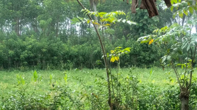 Hujan Masih Guyur Lumajang di Tengah Musim Kemarau