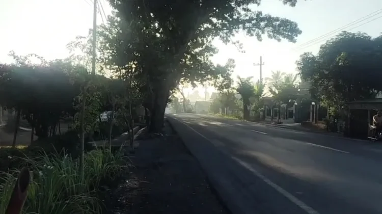 Pohon Mahoni Miring di Lumajang Dikhawatirkan Roboh