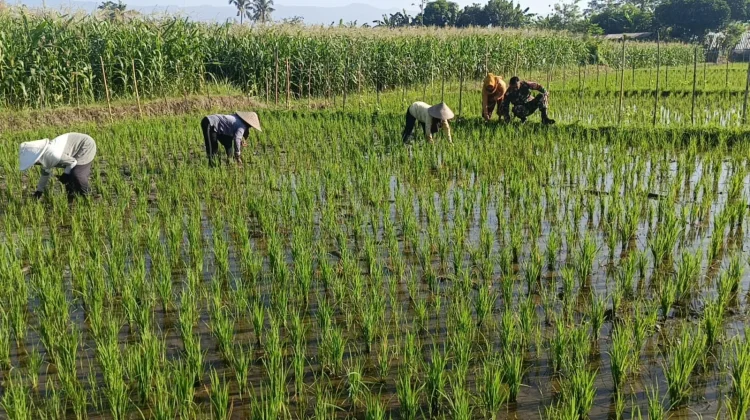 TNI dan Petani Bersinergi Jaga Ketahanan Pangan Lumajang