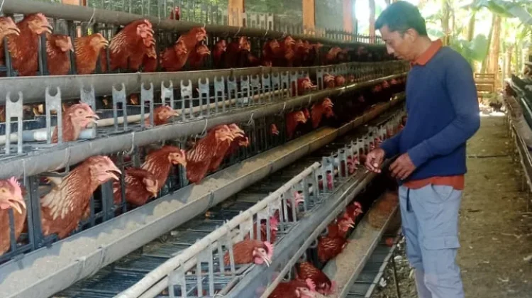 Pemkab Situbondo Kembangkan Peternakan Telur Skala Rumah Tangga