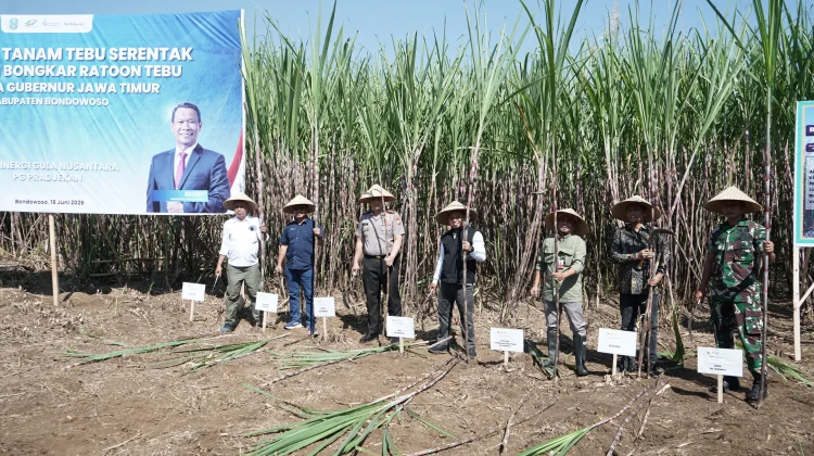 Bondowoso Dukung Bongkar Ratoon untuk Percepat Swasembada Gula Nasional