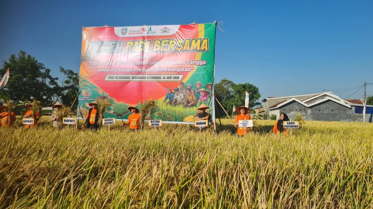 POC Limbah Dapur Mampu Menaikkan Produksi Padi