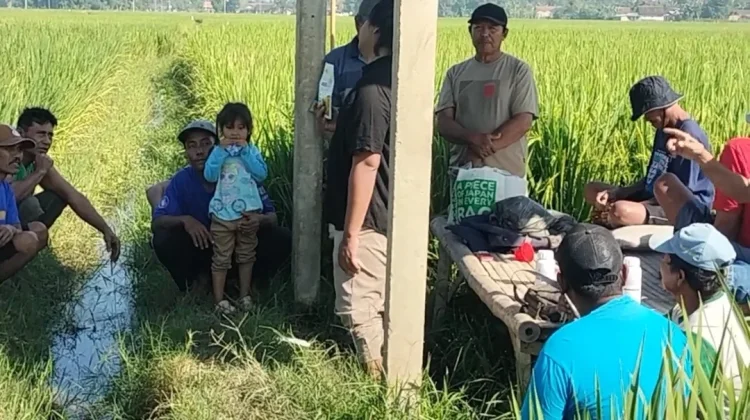 Petani Jember Intensifkan Pengendalian Wereng untuk Cegah Gagal Panen
